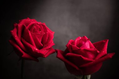 Petal 'ın üzerine damla damlatan iki kırmızı taze gül. Çift Çiçek, Aşkın Sembolü ve Sevgililer Günü. Yakın çekim ve Koyu ton
