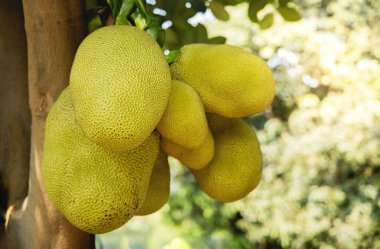 Genç Jackfruit, Jack Tree. Güney ve Güneydoğu Asya mutfağında tropikal meyve ve yaygın olarak kullanılır. Olgun ya da Olgunlaşmamış Yiyebilir