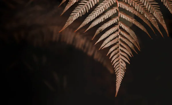 Natuurlijke Blad Textuur Achtergrond Close Van Golden Fern Leaf Surface — Stockfoto