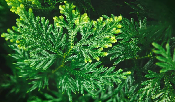 Natural Leaf Texture Background Closeup Green Juniper Chinensis Leaf Top — Stock Photo, Image