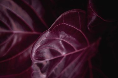 Doğal Yaprak Doku Arkaplanı. Kırmızı Fiddle Fig, Ficus Lyrata Leaf Surface 'in yakın çekimi. Üst Manzara. Gerçeküstü Renk