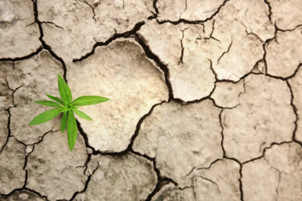 생태계 Cracked Soil Land New Sprout Green Plant Growth Life — 스톡 사진