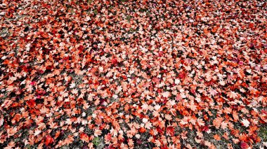 Kırmızı sonbahar yapraklarıyla kaplı zemin değişimi, güzelliği ve sonbaharda doğanın barışçıl dönüşümünü sembolize ediyor..