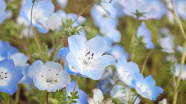 Güneşte açan narin mavi gözlü bebek çiçekleri, saflığı, sakinliği ve bahar doğasının narin güzelliğini simgeliyor.