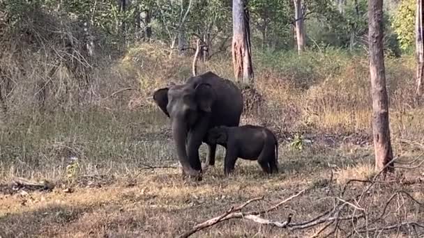 Słoń Karmi Swoje Dziecko Kabini Nagarhole National Park — Wideo stockowe