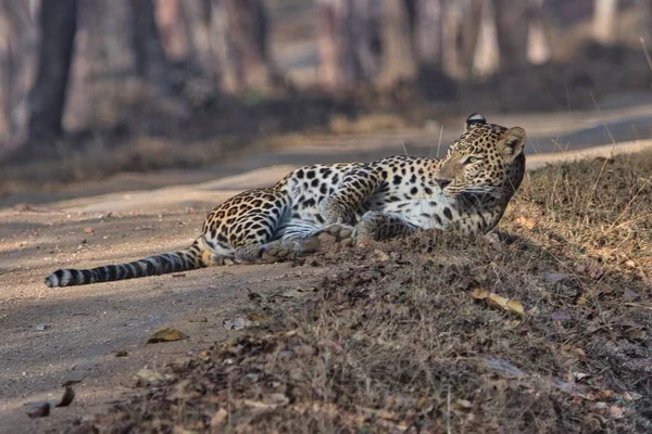 Leopard Kabini Nagarhole National Park Karnataka Ινδία — Φωτογραφία Αρχείου