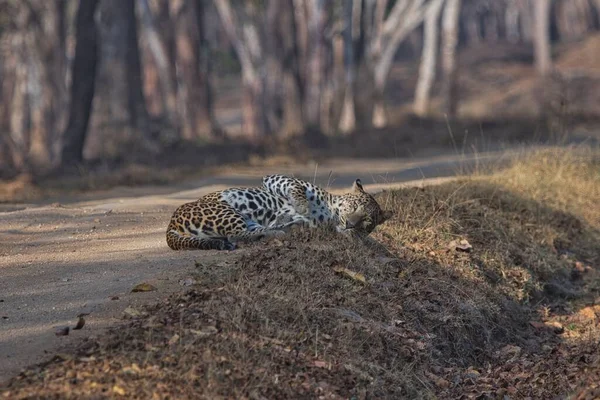 Leopard Kabini Nagarhole National Park Karnataka Ινδία — Φωτογραφία Αρχείου