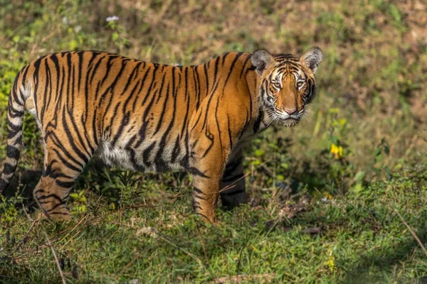 Взрослый Тигр Заповеднике Тигров Бандипур — стоковое фото