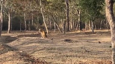 Leopar Kabini, Nagarhole Ulusal Parkı, Karnataka, Hindistan 'daki ormanlarda yürüyor.