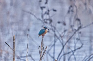 Kingfisher Kuşu 'nun en iyi görüntüsü, Karnataka, Hindistan