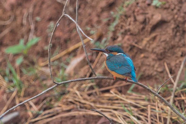 Kingfisher Bird at its best view, Karnataka, India