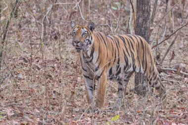 Tadoba Milli Parkı 'nda Cesur ve Vahşi Kaplan 