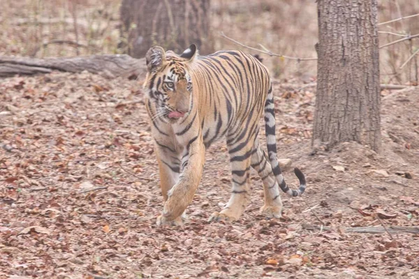 Vrouwelijke Gedurfde Woeste Tijger Het Tadoba National Park — Stockfoto