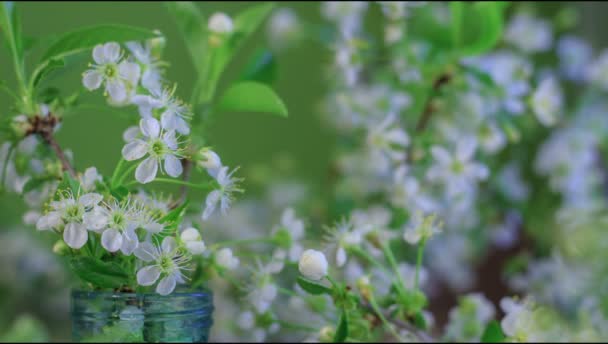 Spring Flowers Opening Beautiful White Cherry Tree Branch Glass Jar — Wideo stockowe