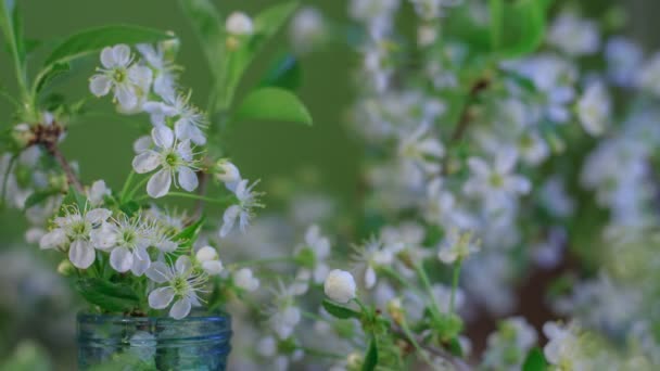 Spring Flowers Opening Beautiful White Cherry Tree Branches Buds Blossom — Wideo stockowe