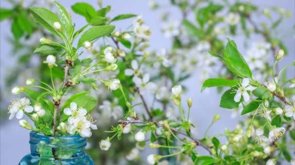 Tavaszi Virágok Nyílnak Gyönyörű Fehér Cseresznyefa Ágak Rügyek Virágzik Nyitott — Stock videók