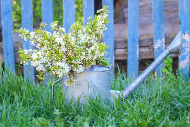 Köyün bahçesindeki bir su bidonunda bir buket narin beyaz kiraz çiçeği. Mavi ahşap arka planda kiraz ağacı dalı. Güneşli bahar günü.
