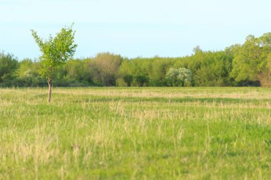 Sabahın köründe tepede taze çimenler. Bulanık arka planda yeşil ağaçlar. Doğal bahar manzarası