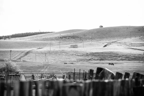Alguns Cavalos Colinas Verdes Dia Primavera Paisagem Rural Fundo Uma — Fotografia de Stock