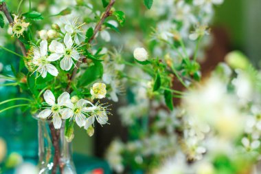 Bir buket narin beyaz kiraz çiçekleri