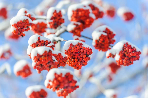 Frozen ashberry branches under snow on blue sky — Stock Photo, Image