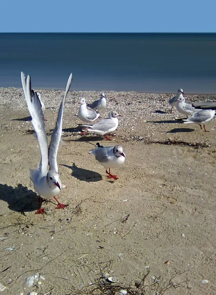 Seagulls Shore Sea Azov — Stock Photo, Image