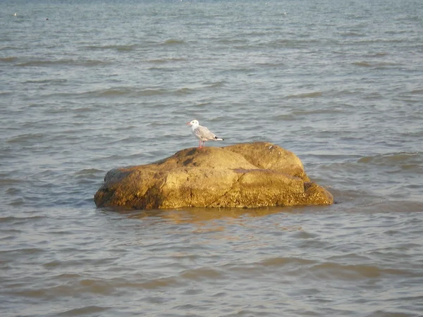 Möwe steht auf einem Felsen — Stockfoto