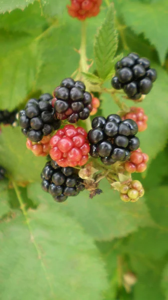 Blackberries on a background of green leaves — Stock Photo, Image