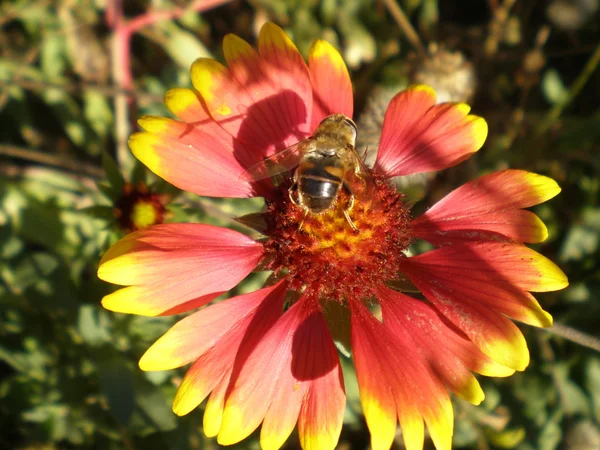 Bee zitten op een bloem-kern — Stockfoto