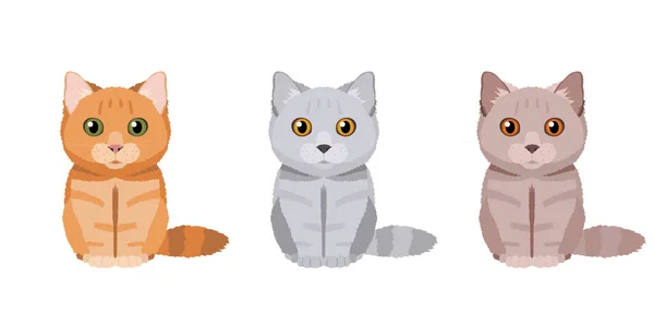 Conjunto Ilustraciones Tres Gatos Taquigrafía Británicos Diferentes Colores Rojo Gris — Vector de stock