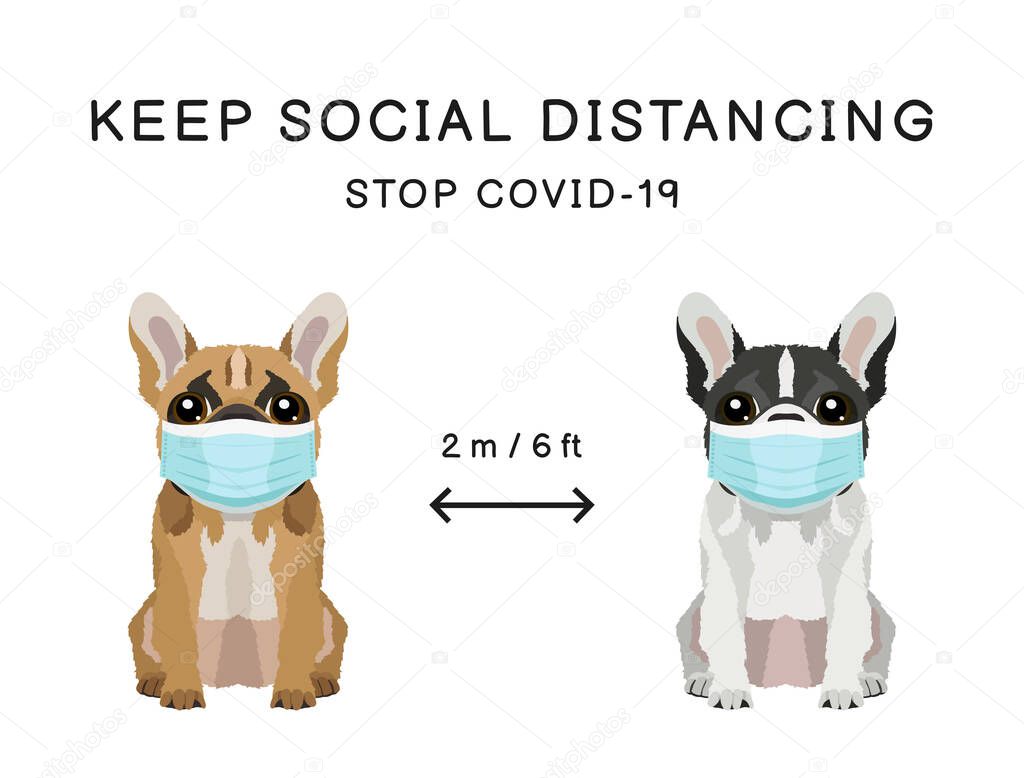 Coronavirus infection spreading prevention information sign with pets wearing medical masks. Two french bulldogs. Inscription Keep social distancing. Stop covid-19 on white background