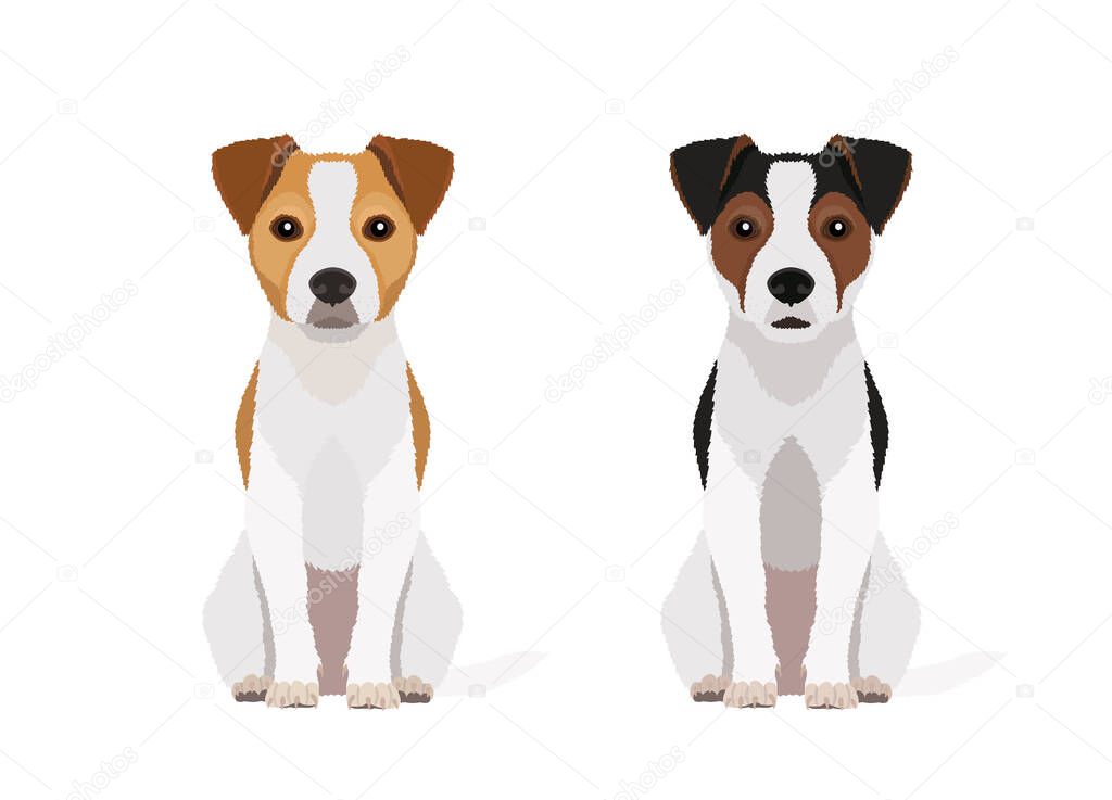   Vector portraits of two jack russell terriers in different colors isolated on white background