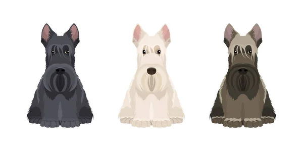 Portraits Trois Terriers Écossais Différentes Couleurs Isolés Sur Fond Blanc — Image vectorielle