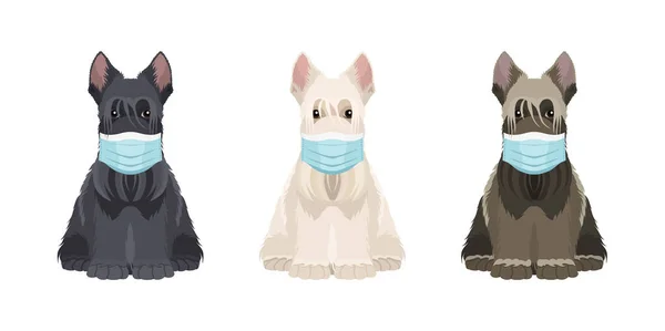 Ilustración Para Clínica Veterinaria Conjunto Tres Terriers Escoceses Diferentes Colores Gráficos Vectoriales
