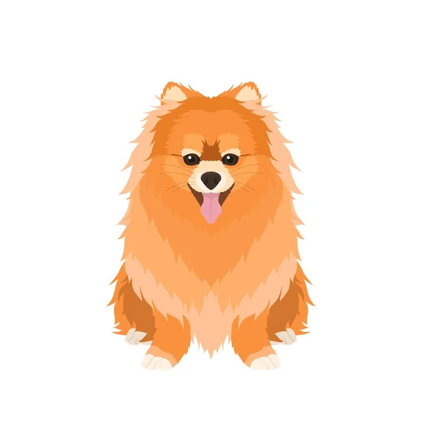 Vector Portrait Sitting Red Pomeranian Isolated White Background — Stock Vector