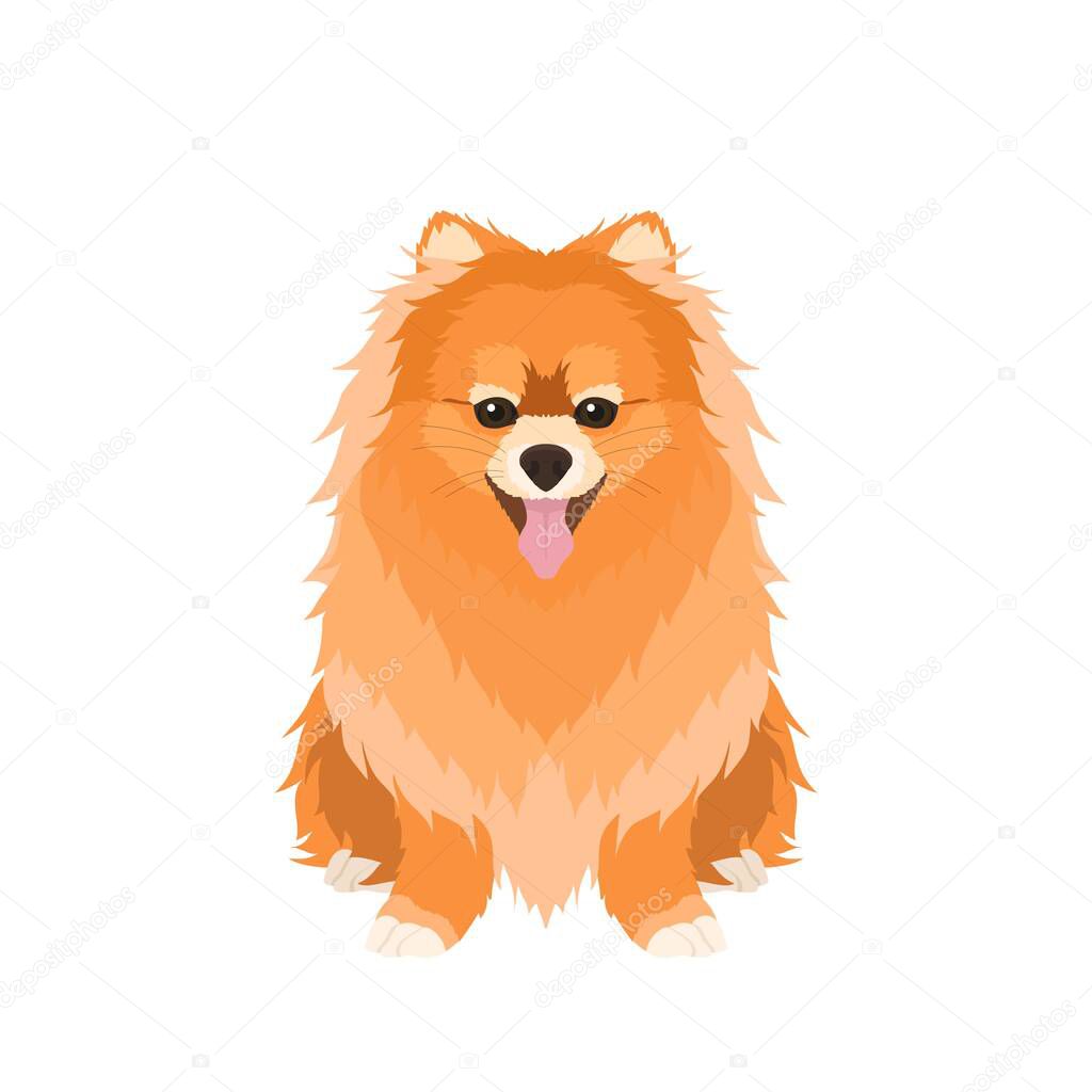   Vector portrait of sitting red Pomeranian isolated on white background