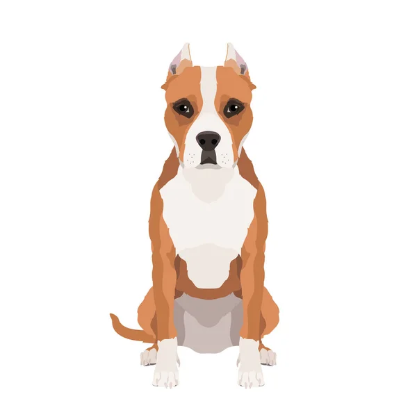 Ilustração Vetorial Terrier Americano Staffordshire Isolado Fundo Branco — Vetor de Stock