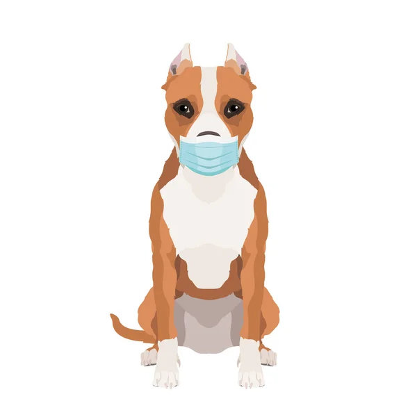 Illustration Vectorielle Terrier Américain Staffordshire Portant Masque Facial Isolé Sur — Image vectorielle