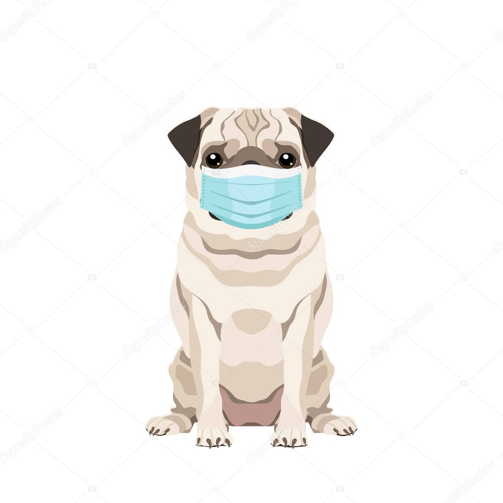   Vector portrait of a Pug wearing protective face mask isolated on white background
