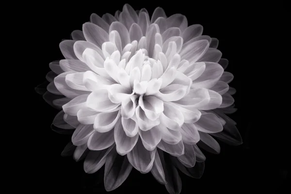 Fiore (bianco e nero ) Foto Stock
