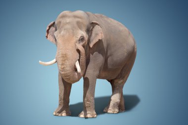 arka plan üzerinde büyük fil