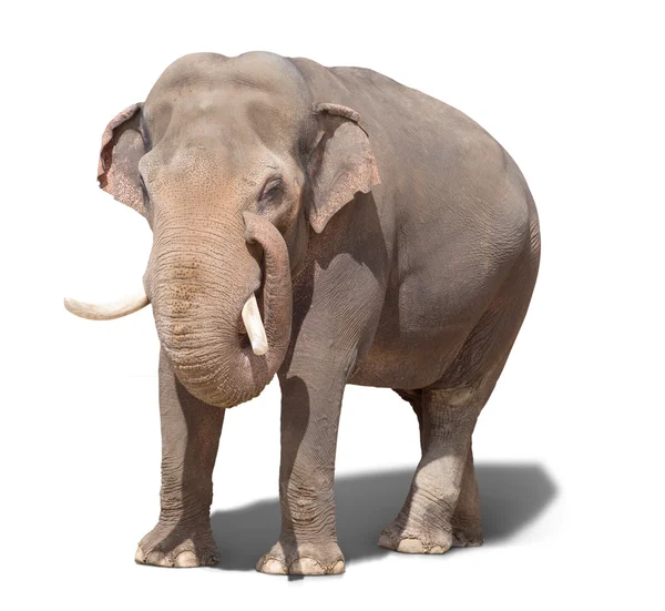 Один большой слон — стоковое фото
