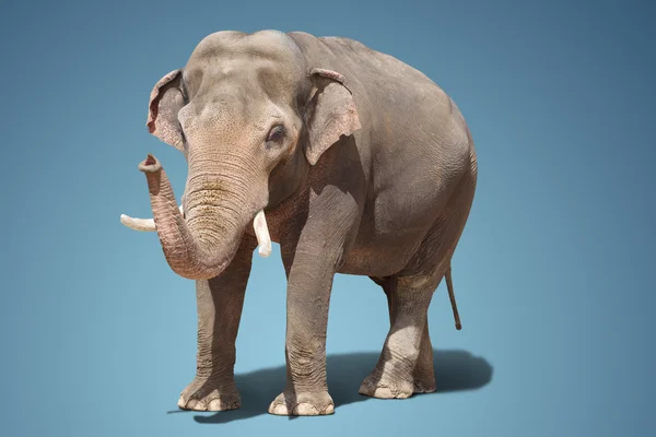 Ein großer Elefant — Stockfoto