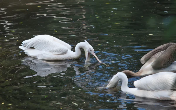 Красивый белый пеликан — стоковое фото