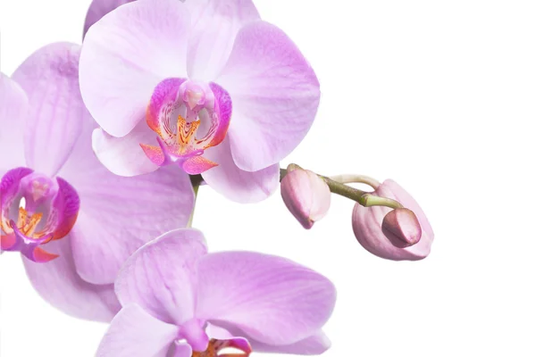 Bouquet of magenta orchids — Stock Photo, Image