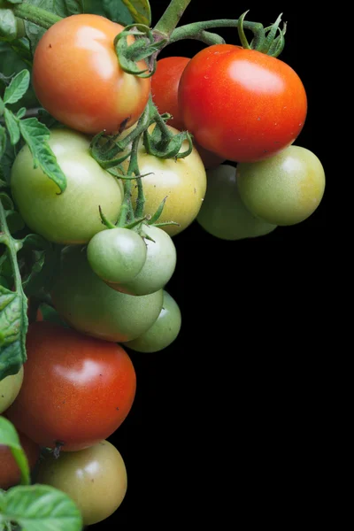 Garść dojrzałych pomidorów — Zdjęcie stockowe