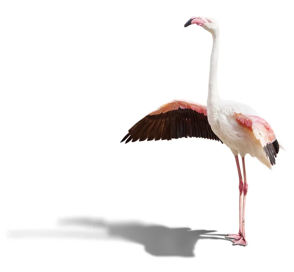 Flamingo é isolado — Fotografia de Stock