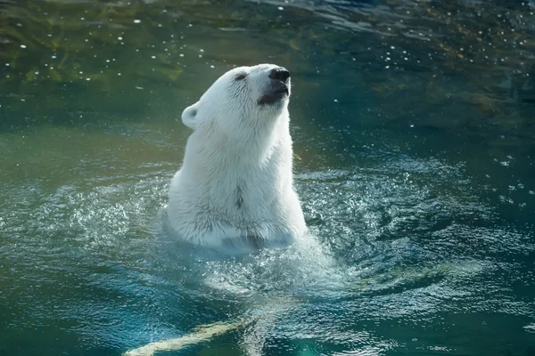 Oso polar nadando — Foto de Stock
