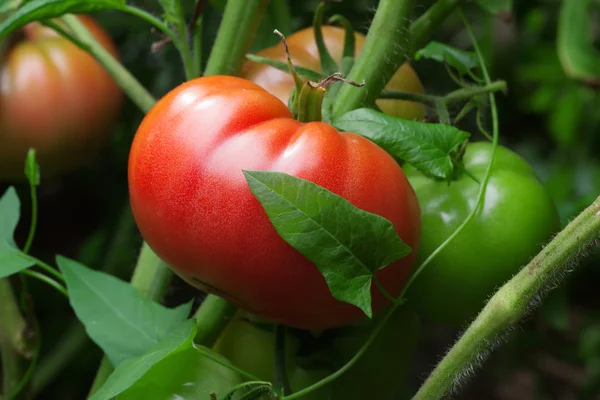 Un tomate maduro —  Fotos de Stock