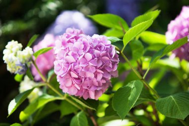 Bir ortanca çalısı. Güzel çiçek arkaplanı. Parlak yaz havası